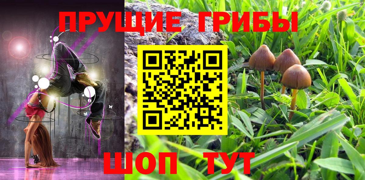 Псилоцибиновые грибы Psilocybine cubensis Саранск